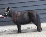 Te koop prachtige grote maat zwart Shetlander  ( mini Fries), Dieren en Toebehoren, Merrie
