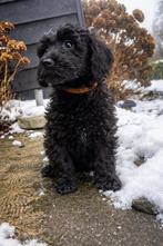 Labradoodle pup multigen fleece mini/midi, 8 tot 15 weken, Parvo, Meerdere, Meerdere dieren