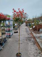 Photinia little red robin op stam, Tuin en Terras, Planten | Bomen, Ophalen