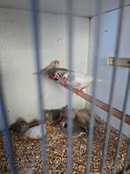 Diverse zebravinken te koop, Meerdere dieren, Tropenvogel