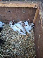 Baby's rex dwerg konijntjes, Dieren en Toebehoren, Konijnen, Meerdere dieren, Dwerg