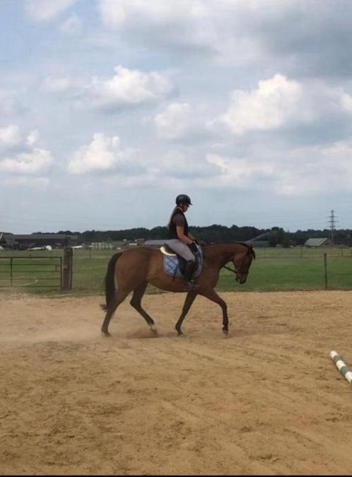 Bijzonder knappe en lieve engelse volbloed merrie, Dieren en Toebehoren, Paarden, Merrie