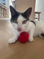 Poes zoekt nieuw huisje, Dieren en Toebehoren, Katten en Kittens | Overige Katten, Poes