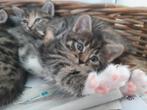 Lieve boerderij kittens, Dieren en Toebehoren, Meerdere dieren
