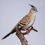 Kuifduiven, Meerdere dieren, Overige soorten