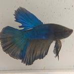 Betta splendens man 58, Dieren en Toebehoren, Vis