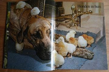 vintage boek - houden van honden - veel mooie foto's beschikbaar voor biedingen