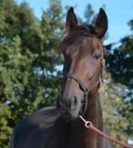 Lieve sociale 7 jr.ruin, Dieren en Toebehoren, Paarden, Ruin, 165 tot 170 cm, Recreatiepaard, 7 tot 10 jaar