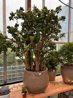Vetplanten crassula horntree minor curly geldboom  jadeplant, Volle zon, Vaste plant, Zomer, Ophalen