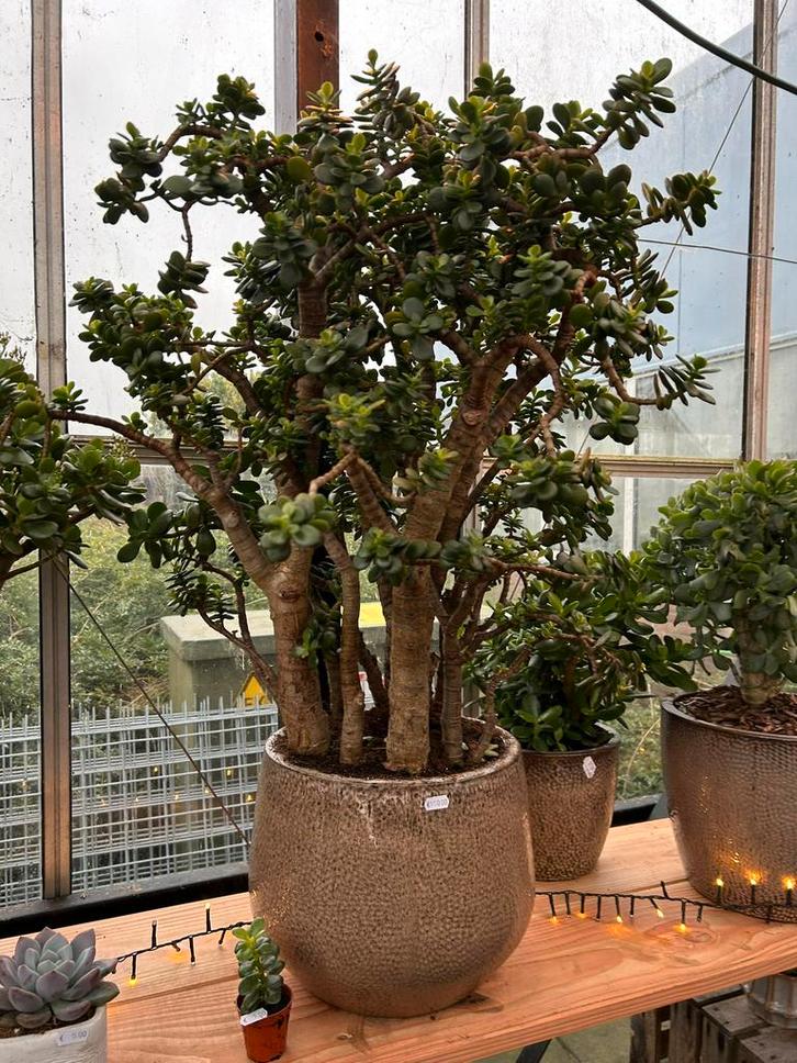 Vetplanten crassula horntree minor curly geldboom  jadeplant, Tuin en Terras, Planten | Tuinplanten, Vaste plant, Overige soorten