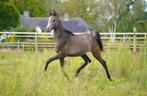 Prachtige en zeer grote Arabisch volbloed, Dieren en Toebehoren, Paarden, Gechipt, Minder dan 160 cm, Dressuurpaard, 0 tot 2 jaar