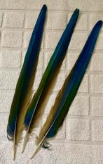 Ara staartveren, Ophalen of Verzenden, Zo goed als nieuw