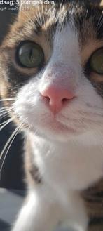 Lieve Luna zoekt een nieuw huisje, Dieren en Toebehoren, Poes, Kortharig, 6 jaar of ouder