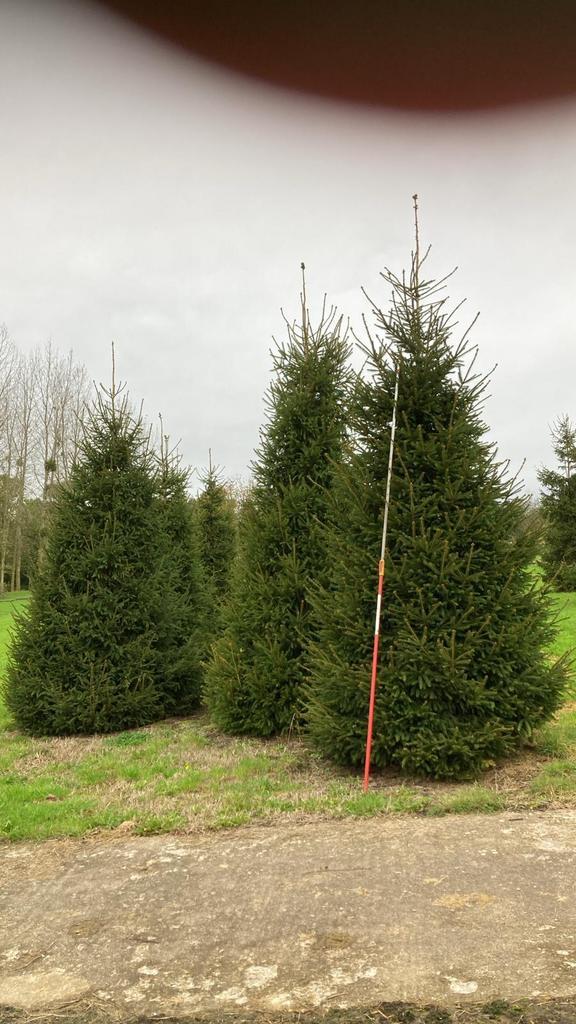 Grote stadskerstbomen of horeca / Voor buiten, Tuin en Terras, Planten | Bomen, Overige soorten, Volle zon, Ophalen