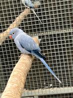 Halsbandparkiet violet opaline split wkws pop. Inclusief Dna, Vrouwelijk, Parkiet, Geringd