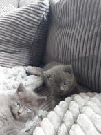 Hele lieve mooie blauwe Rus kittens zonder stamboom!, Dieren en Toebehoren, Katten en Kittens | Raskatten | Korthaar, Poes