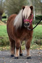 **LEUKE EN HELE LIEVE 6 JARIGE STAMBOEK SHETLANDER MERRIE **, Merrie, A pony (tot 1.17m), 3 tot 6 jaar, Onbeleerd