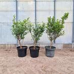 Liguster | Ligustrum ovalifolium, Ophalen, Liguster, Haag, Minder dan 100 cm