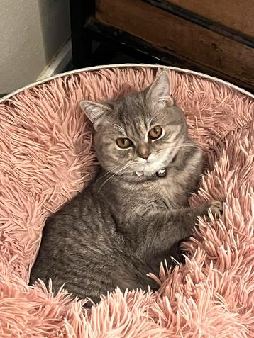 Raszuiver britse korthaar kittens beschikbaar voor biedingen