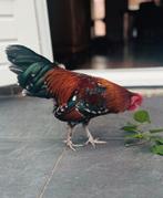 Jonge prachtige haan, Dieren en Toebehoren, Mannelijk, Kip