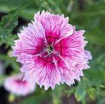 Dianthus chinensis zaden, Anjer, Ophalen of Verzenden, Volle zon