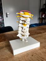 Anatomisch model: nekwervel, Ophalen of Verzenden, Zo goed als nieuw, Mens