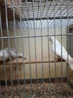 Koppels valkparkieten in mooie aparte kleuren, Dieren en Toebehoren, Vogels | Parkieten en Papegaaien, Meerdere dieren, Parkiet