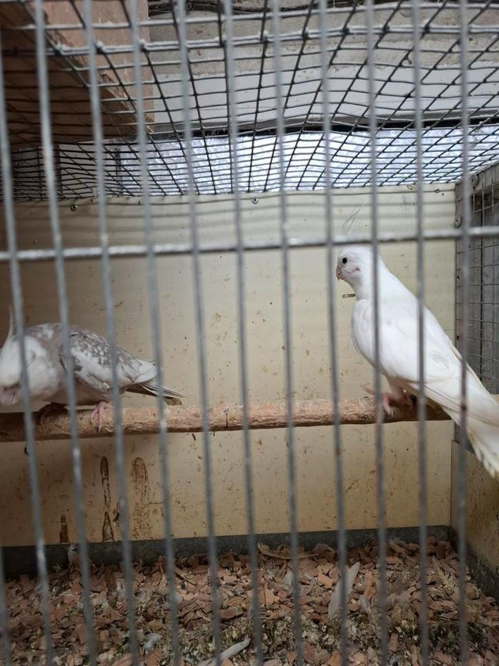 Koppels valkparkieten in mooie aparte kleuren, Dieren en Toebehoren, Vogels | Parkieten en Papegaaien, Parkiet, Meerdere dieren