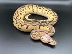 1.0 Pastel Clown ball python regius te koop, Dieren en Toebehoren, Slang, Tam, 0 tot 2 jaar