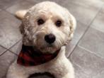 Dek reu goolden labradoodle, Dieren en Toebehoren, Rabiës (hondsdolheid), Reu, Eén hond, 3 tot 5 jaar