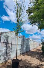 Haagbeuk | Carpinus Betulus Lucas, Ophalen of Verzenden, Zuilboom, 400 cm of meer, Volle zon