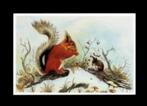 Eekhoorn en muis in de sneeuw door J. Savage., Verzamelen, Ansichtkaarten | Dieren, Ophalen of Verzenden, 1980 tot heden, Gelopen