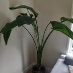 Grote strelitzia, Ophalen, Overige soorten, 200 cm of meer
