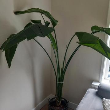Grote strelitzia beschikbaar voor biedingen