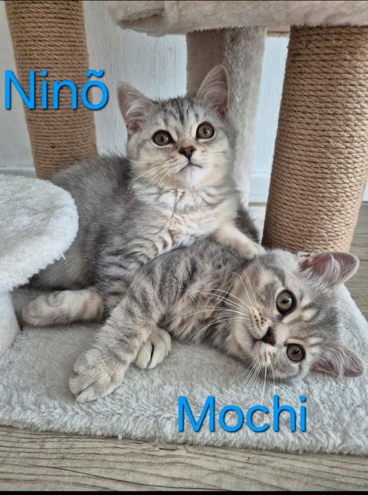 Britse korthaar kittens (katers) samen voor €900, Dieren en Toebehoren, Katten en Kittens | Raskatten | Korthaar, Kater, 0 tot 2 jaar