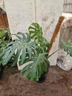 Monstera XXL kamerplant, Ophalen, Overige soorten, Minder dan 100 cm