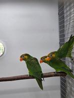 Meyer lori, Dieren en Toebehoren, Vogels | Parkieten en Papegaaien, Mannelijk, Papegaai