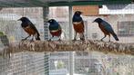 driekleurglansspreeuwen overjarig en 2025, Dieren en Toebehoren, Meerdere dieren, Tropenvogel, Geringd