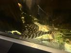Tigrinus 25/30 cm, Dieren en Toebehoren, Vis