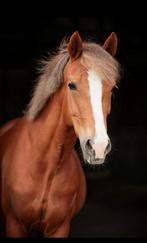 10 jarige D pony merrie, Merrie, Met stamboom, Springpony, L