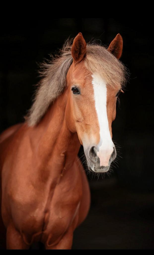 10 jarige D pony merrie, Dieren en Toebehoren, Pony's, Merrie, L, D pony (1.37m tot 1.48m), Springpony, 7 tot 10 jaar, Met stamboom