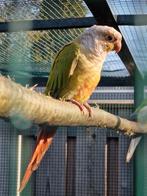 Mooi koppel pyrhrua.s, Dieren en Toebehoren, Vogels | Parkieten en Papegaaien, Meerdere dieren, Parkiet