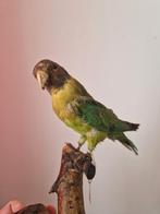 taxidermie opgezette vogel op stok, Verzamelen, Dierenverzamelingen, Ophalen of Verzenden, Vogel, Opgezet dier