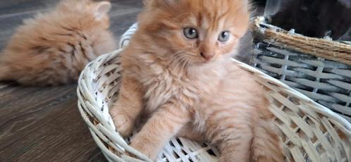 Hele mooie X Noorse Boskat, Dieren en Toebehoren, Katten en Kittens | Raskatten | Langhaar, Meerdere dieren, 0 tot 2 jaar, Ontwormd