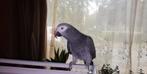 Grijze roodstaart, Dieren en Toebehoren, Vogels | Parkieten en Papegaaien, Vrouwelijk, Papegaai, Tam