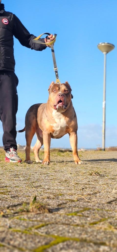 Xl bully dek reu, Dieren en Toebehoren, Honden | Dekreuen, Reu, Particulier, Eén hond, Nederland, 3 tot 5 jaar, CDV (hondenziekte)