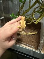 Wimpergekko baby, Dieren en Toebehoren, Reptielen en Amfibieën, Hagedis, 0 tot 2 jaar