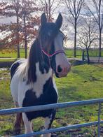 Mooie grote brave tinker merries!  Vanaf 1m55, Dieren en Toebehoren, Pony's, Merrie, E pony (1.48m - 1.57m), 0 tot 2 jaar