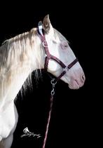 Nieuw! Pony leren glitter halsters 2 kleuren, Ophalen of Verzenden, Nieuw, Overige soorten