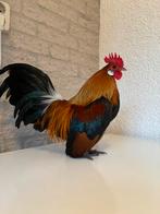 Hollandse kriel, Dieren en Toebehoren, Pluimvee, Meerdere dieren, Kip